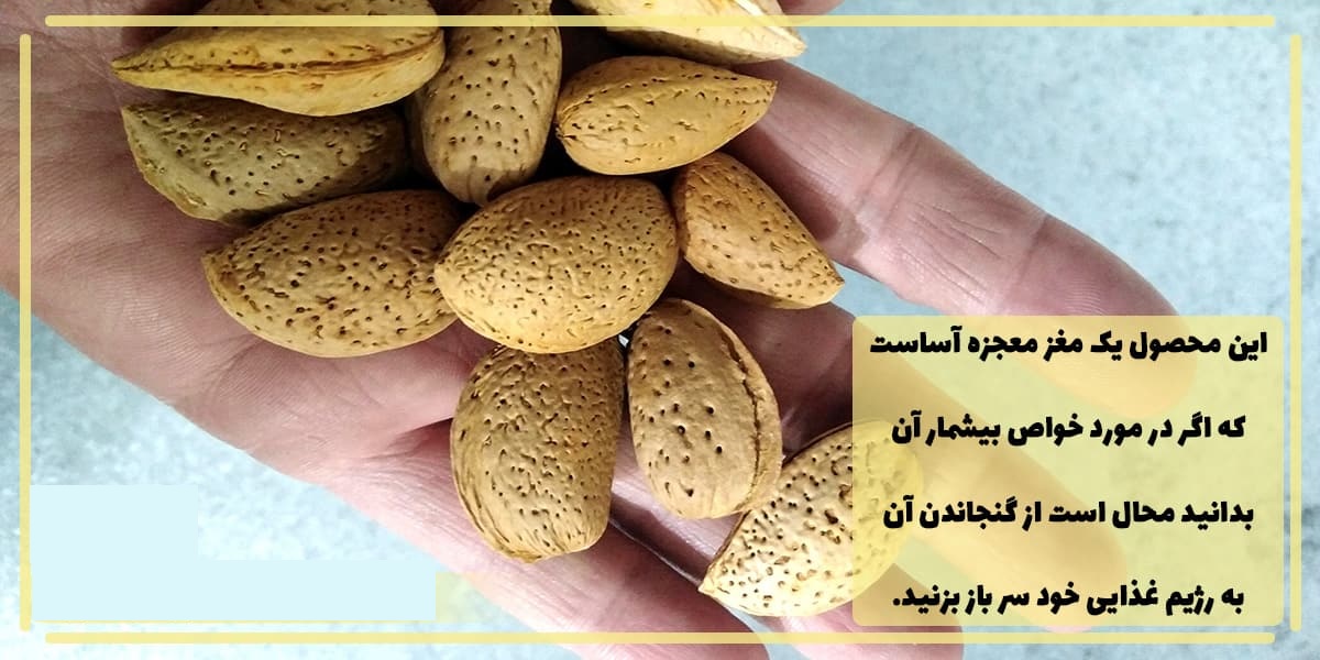 تصویر 1 از بادام سنگی ایرانی خرید